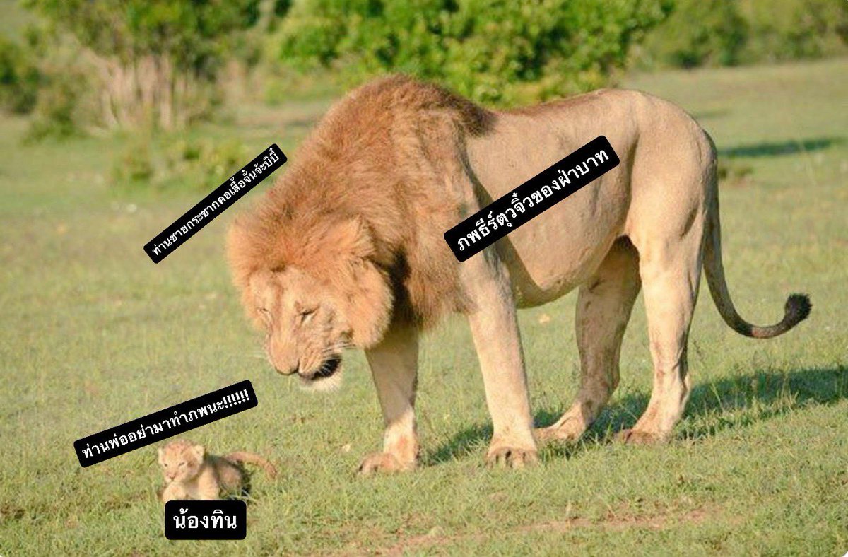 ArunRungTH's tweet photo. คือใครก็ห้ามมาทำแฟนชี พ่อก็ห้าม มัมหมีของภพคือน้องทินเอง

THE EDGE OF HORIZON EP7

#อรุณรุ่งEP7 https://t.co/XVdeU8PIbH