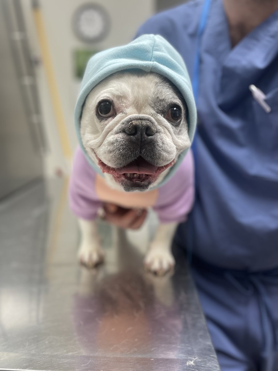 _ACOxford's tweet photo. Emmy’s here to say happy Pet Wellness Month—schedule your pet’s check-up today! 🩺💙 #PetWellnessMonth #HealthyPets https://t.co/bIMw24PYGV