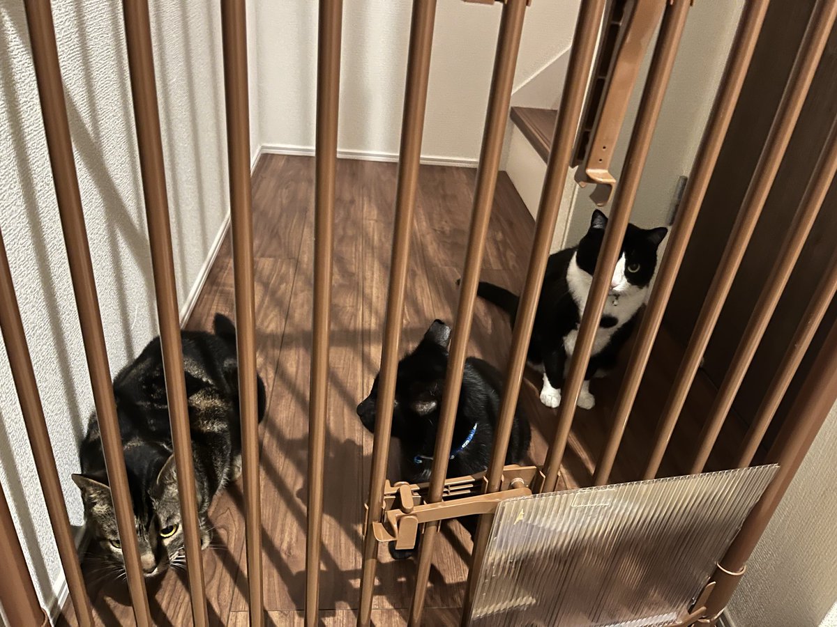 dorikin_'s tweet photo. 帰宅すると3匹仲良くお出迎えしてくれます。 https://t.co/6yRWmZQ6E6