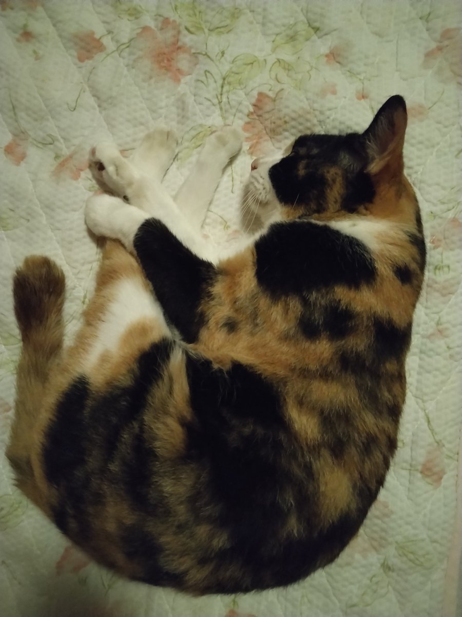Missdot_Hawaii's tweet photo. みーたろうが爆睡😴
今年の夏は仰向けに寝てくれないなぁ https://t.co/n2KPSkwnS6