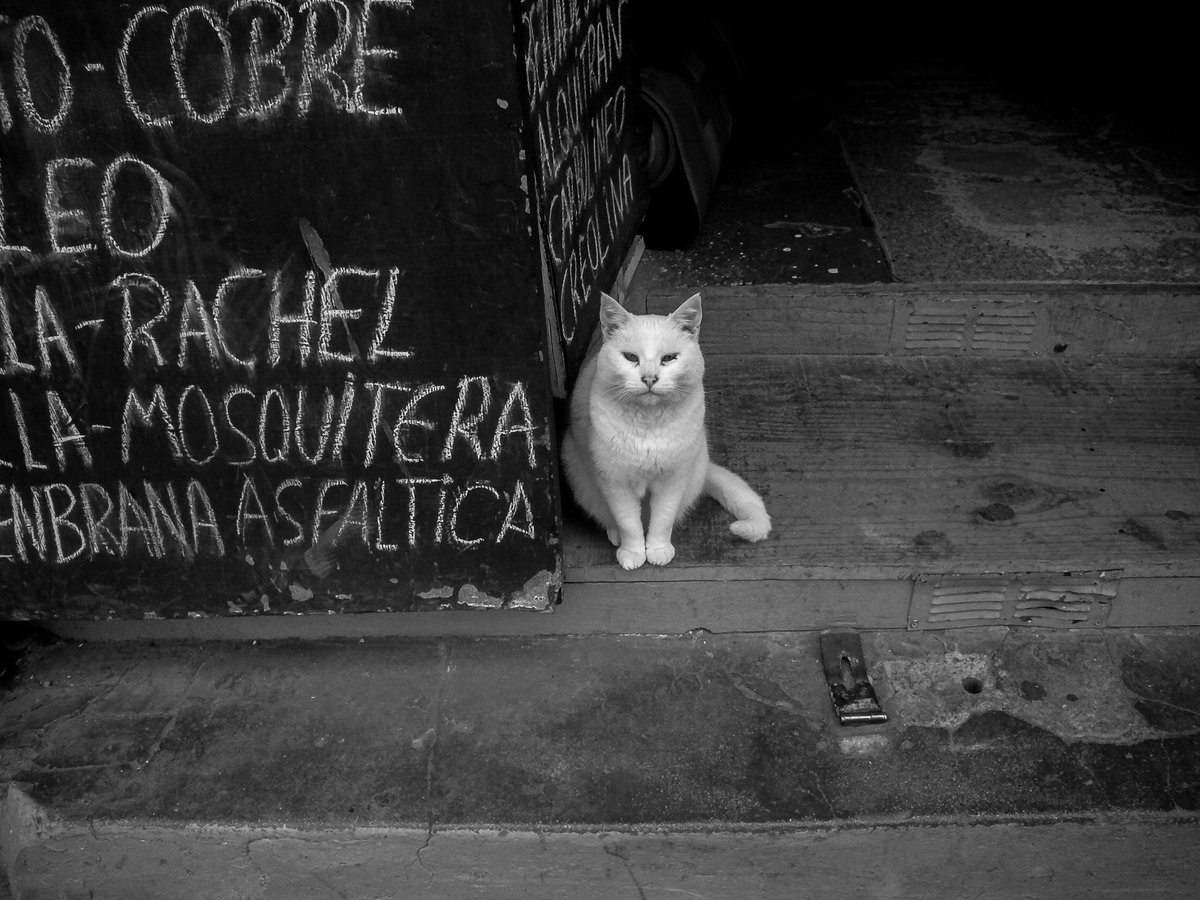riverasegovia's tweet photo. en Valparaíso, gato blanco... https://t.co/Vx3k0wf8nh