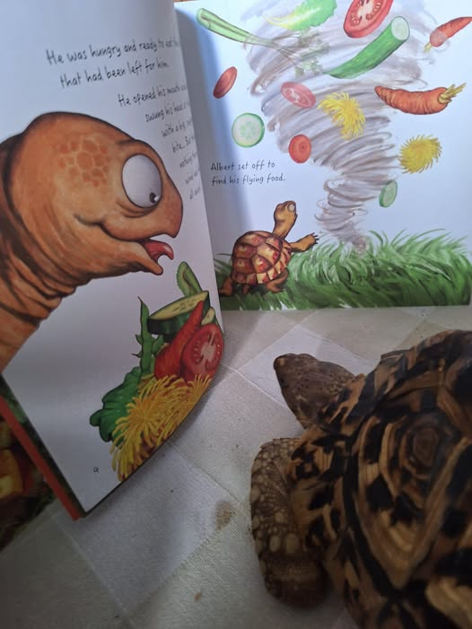 AlbertTortoise's tweet photo. We love seeing YOUR #tortoises and #turtles with our #ALBERTthetortoise #books. Like this pal of real ALBERT in a spin over their copy of ALBERT AND THE WIND. #AvailableNow 10 #ALBERT #picturebooks, 3 #BoardBooks & #ActivityBook. https://t.co/sGYhBlFUhP
#bookseries #wind https://t.co/xgEmMhqYJ4