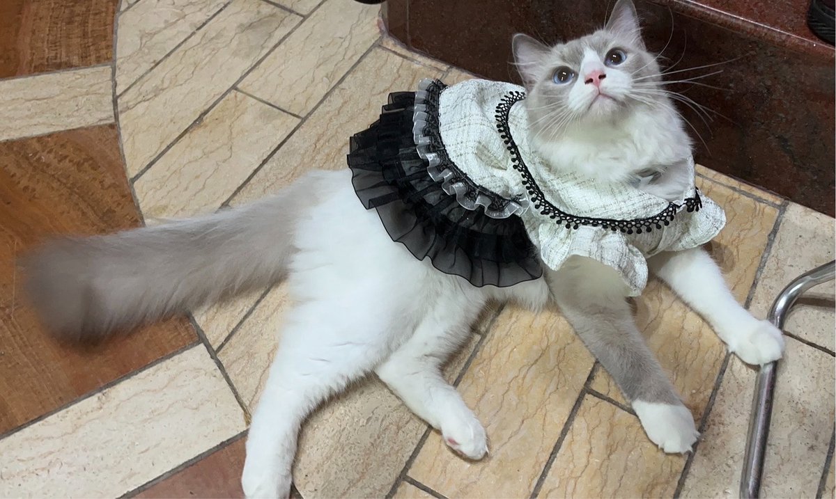 Erinririri's tweet photo. デブネズミ https://t.co/0vF2aSUDYs