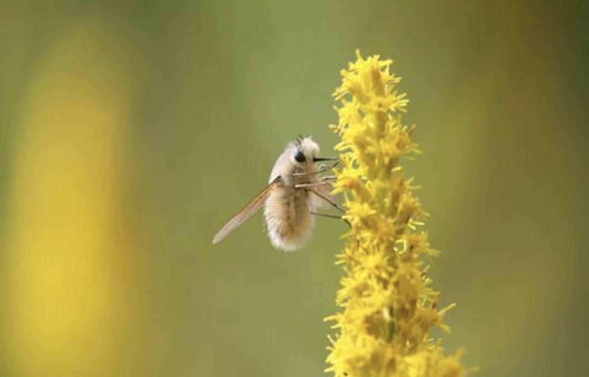 CarmineWilding's tweet photo. Animal of the Day:

Japanese Bee Fly (Anastoechus nitidulus)!

Look at me!  I’m so fluffy!  I’m just a little bee buzzing along.  Don’t make me sting you, cuz I totally can!

The JBF is a filthy, adorable liar!  They aren’t a bee at all, they’re using Batesian mimicry… https://t.co/k0UAckG9wx