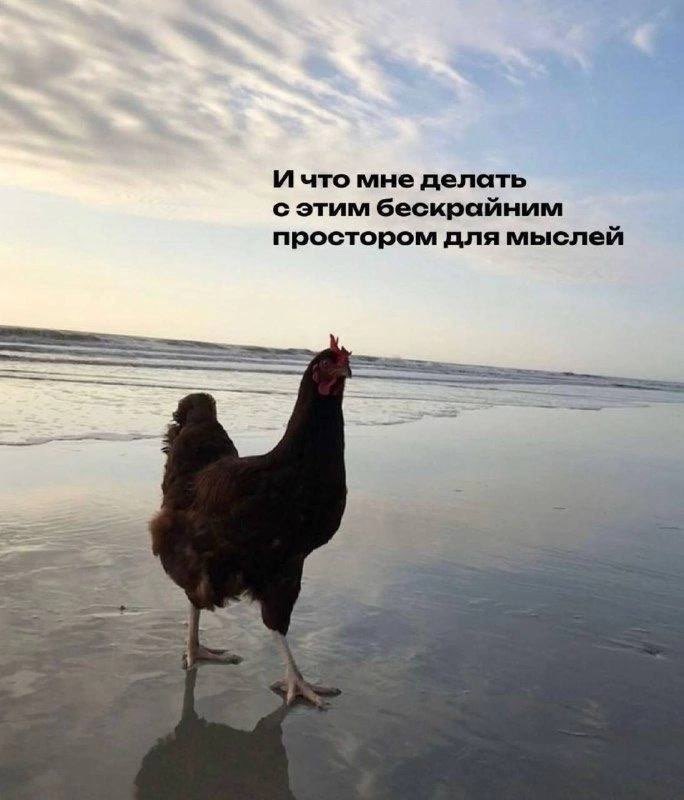 Шиза&База tweet media