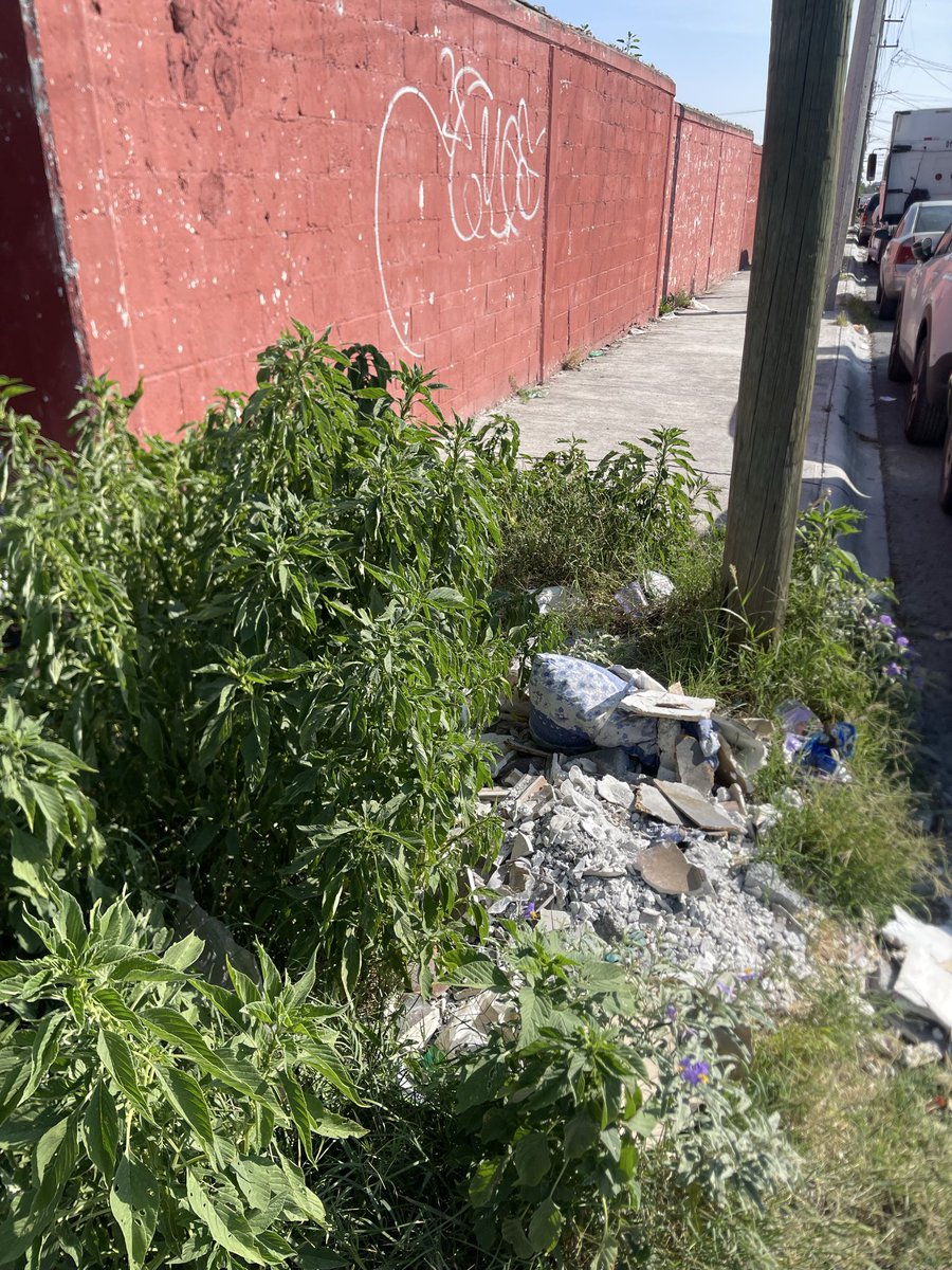 corral_mtz's tweet photo. @SaltilloGob buen dia sabado 1 de agosto 2026 banquetas llenas de malesa aca hacia el sur calle 26 aun lado del deportivo de futbol ⚽️ Leon A.C gente tiene que caminar por la calle haber si habria manera... https://t.co/anORwTxMmc