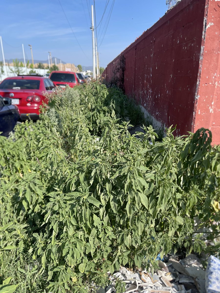 corral_mtz's tweet photo. @SaltilloGob buen dia sabado 1 de agosto 2026 banquetas llenas de malesa aca hacia el sur calle 26 aun lado del deportivo de futbol ⚽️ Leon A.C gente tiene que caminar por la calle haber si habria manera... https://t.co/anORwTxMmc