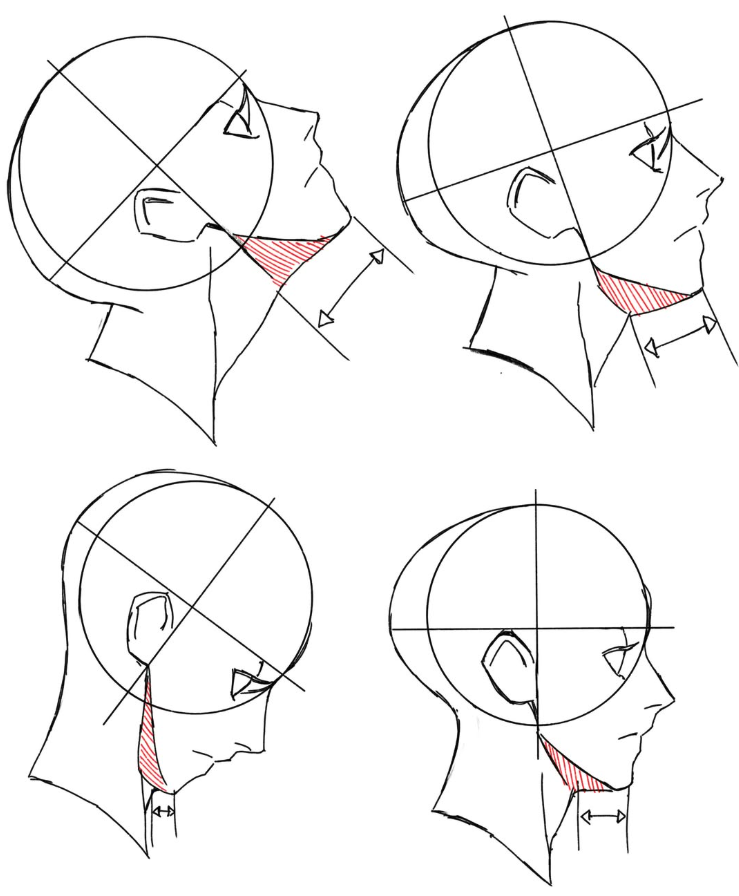 LimboSketch's tweet photo. Just for anatomy learners https://t.co/yjVNP2lxdQ