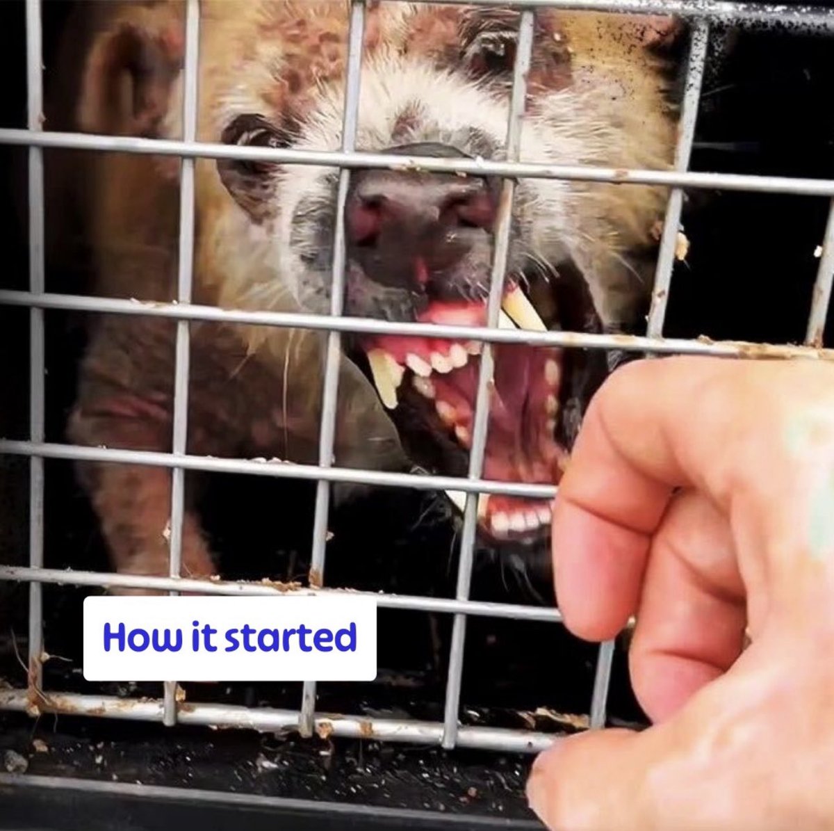 wearehappydoggo's tweet photo. When Anthony first came to us, he was in terrible pain and completely broken. Humans had clearly never been kind to him, and he was so scared he’d snap at anyone who came near.

But just look at him now! 🥹 He realised he’s safe, and now he can’t stop smiling. He’s thriving, surrounded by so many human and doggo friends. Watching him learn to trust again is the most beautiful thing. We are so proud of you, Anthony!