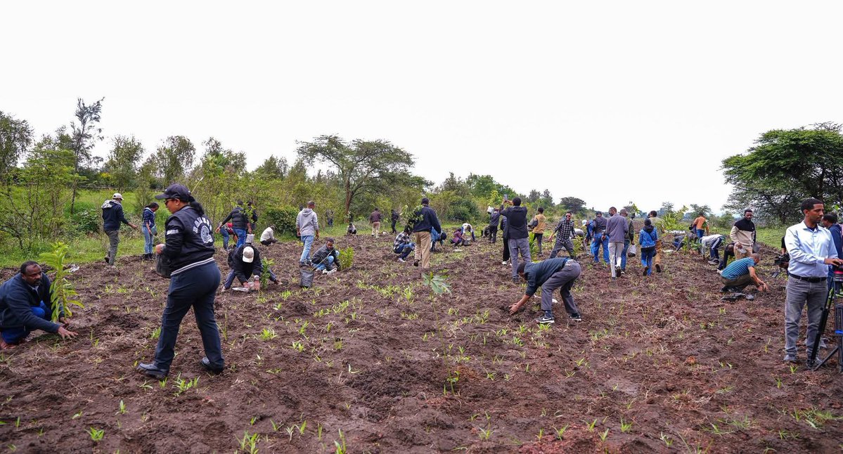 MFAEthiopia's tweet photo. The Ministry of Foreign Affairs, together with the leadership and staff of its affiliated institutions, joined ambassadors of neighboring countries and members of the Ethiopian diaspora in this year's Green Legacy Initiative by carrying out a tree-planting program in Bishoftu.

The tree-planting campaign was officially launched by the Minister of Foreign Affairs, Gedion Timothewos. The event was attended by State Ministers Ambassador Hadera Abera and Ambassador Berhanu Tsegaye, alongside ambassadors of neighboring countries, members of the diplomatic corps, and Ministry staff.

A total of 4,063 fruit tree seedlings were planted during the initiative, contributing to environmental sustainability while supporting food security. The initiative also complements Ethiopia's preparations for hosting the 32nd United Nations Climate Change Conference (COP32). As Bishoftu is expected to serve as an additional accommodation hub for the large number of international delegates who will travel to Ethiopia for the conference, the tree-planting campaign will help enhance the city's greenery, cleanliness, and attractiveness, particularly along its major access roads. This, in turn, will further strengthen Ethiopia's positive image on the international diplomatic stage.