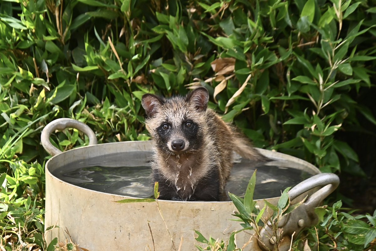 dogfood_star's tweet photo. 初めまして、まめみそちゃん‼️
2026.08.01
#東武動物公園
#ホンドタヌキ 
#まめみそ https://t.co/NXJRToT7Bo