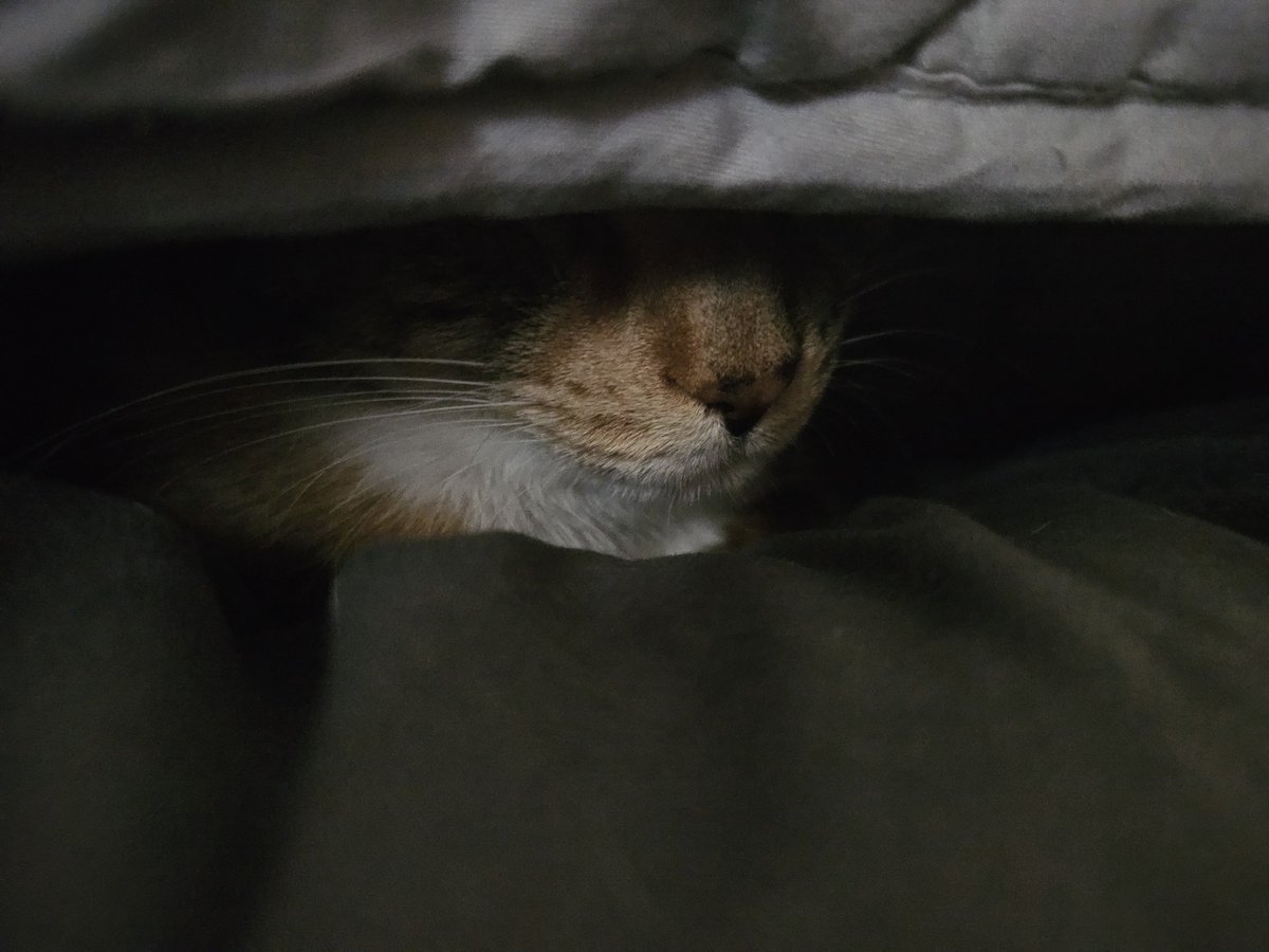 GhoomiDrop's tweet photo. Mochi sleeping with me is cuuuute. I luv it. <3 https://t.co/GKJrwx7y9H