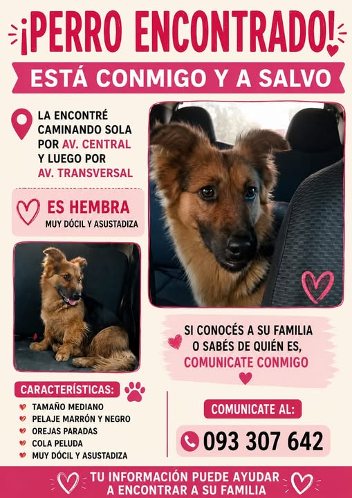 Mikamagic80's tweet photo. Busca a sus dueños https://t.co/PtSuTTagh6