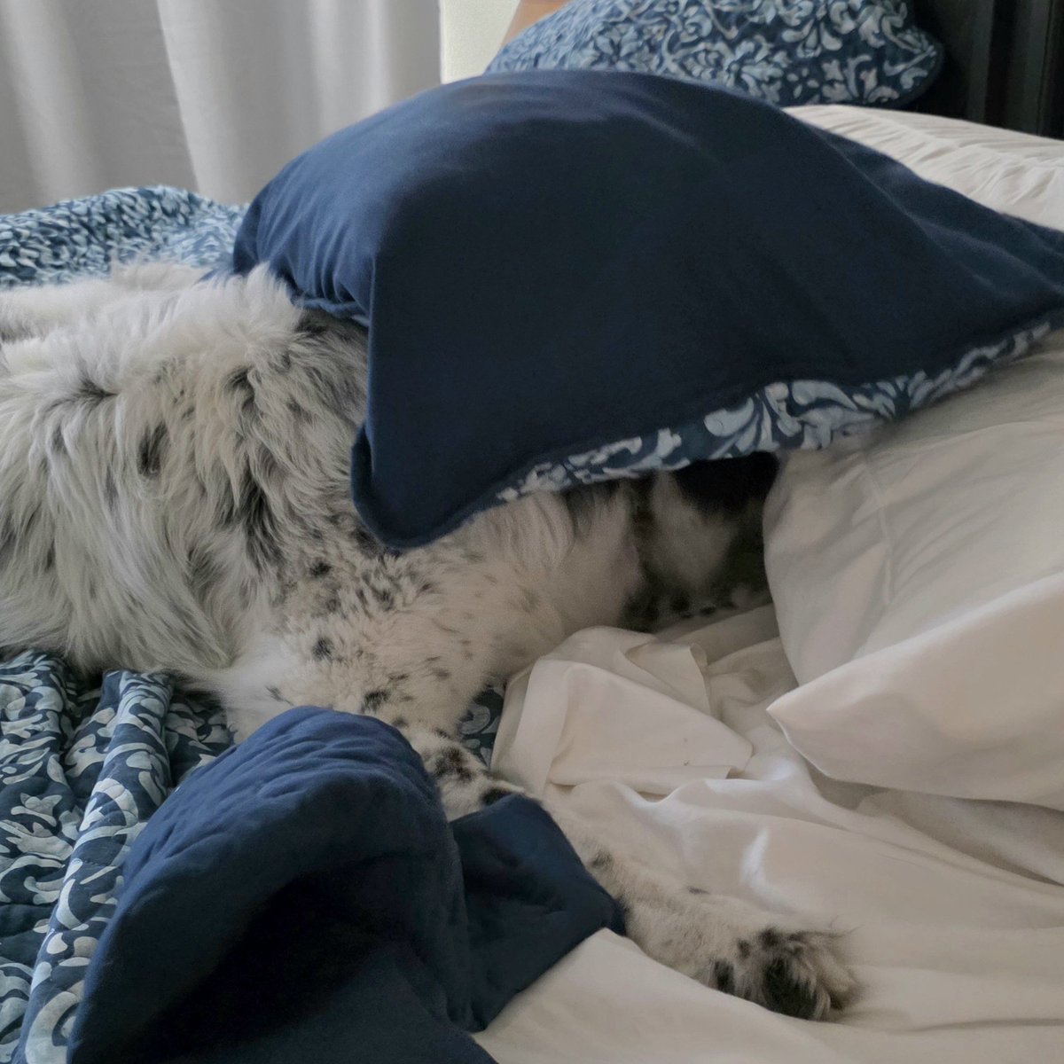 LanceBlizzGamer's tweet photo. What are your plans today? #DailyKaylee #ThoughtsOfADog https://t.co/9vd5YZCKgr