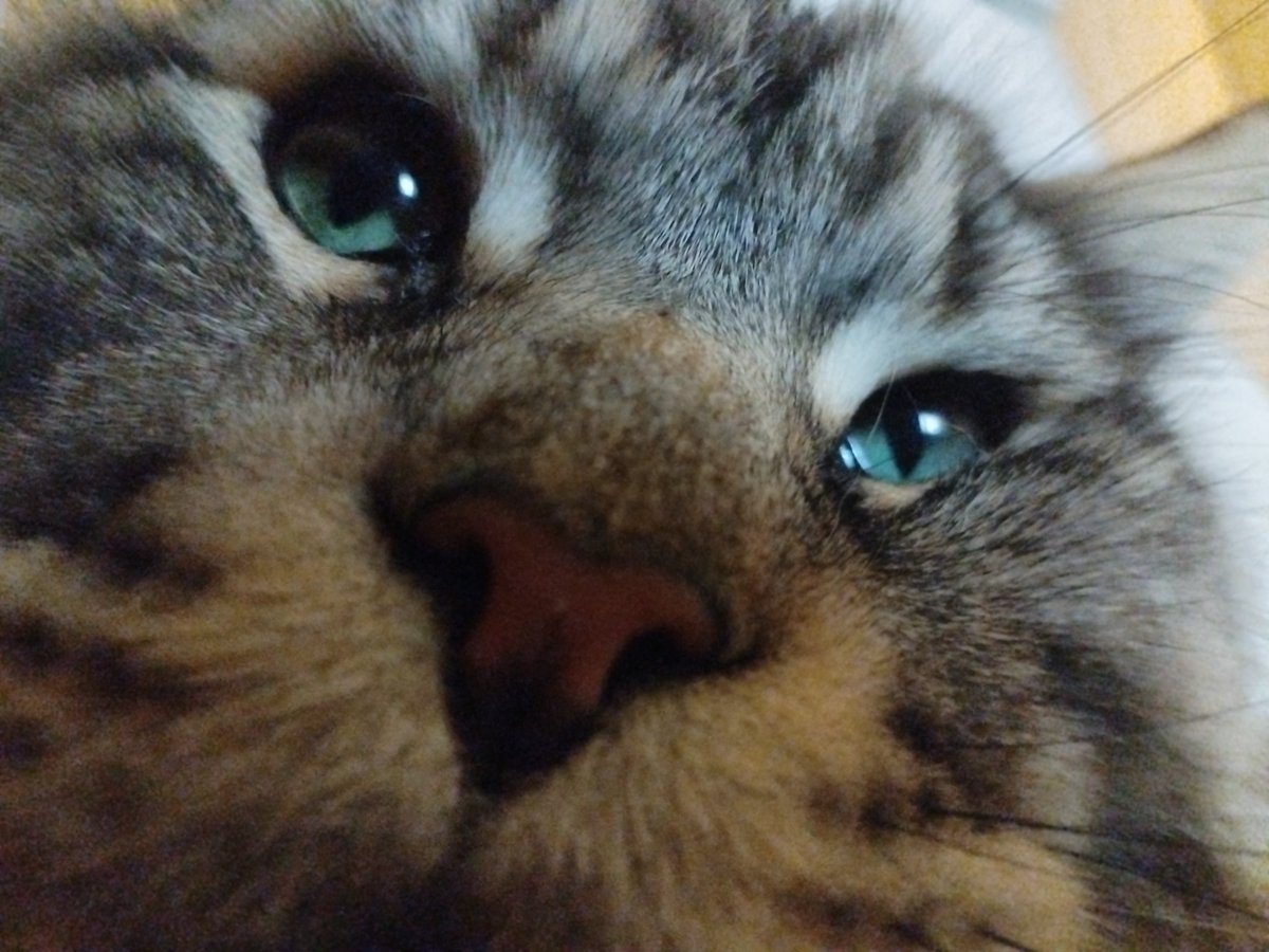 Sylkatria's tweet photo. So I showed your statement to my cat, Review.

He has... concerns.

#BringValkoBack #ValkoIsLoved https://t.co/Jw90rSp8VU