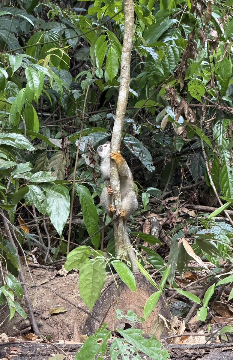 solon_ferreira's tweet photo. Bosque da Ciência. #INPA #BosquedaCiencia https://t.co/83yZhEsxUm