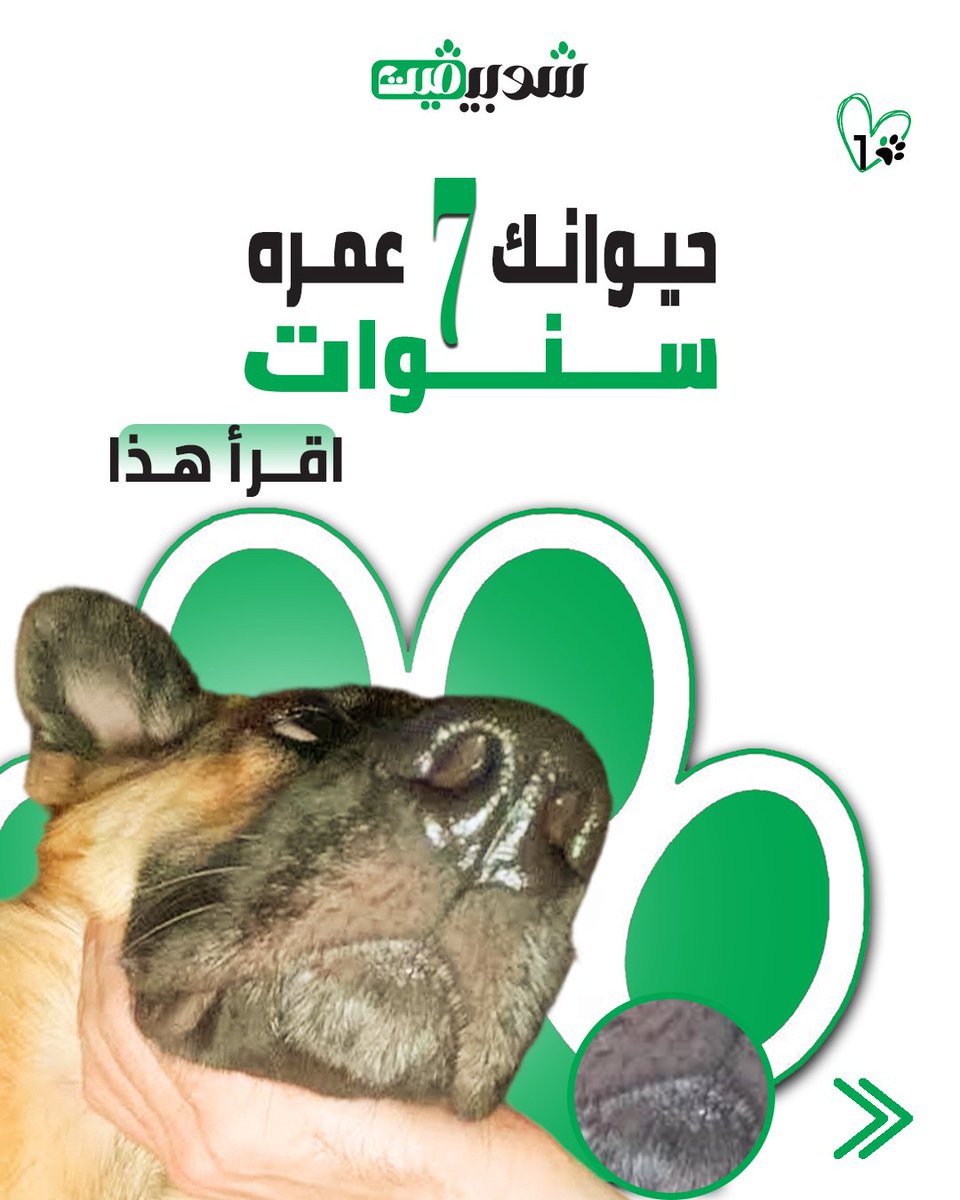 Shopivet's tweet photo. حيوانك معك سنوات... وعمره تغيّر، ورعايته تحتاج تتغير معه ❤️🐾
احفظوه وشيروه مع كل صاحب حيوان كبير السن
الرابط في البايو

#حيوانات_كبيرة_السن #رعاية_الكبار #شوبيفيت #ShopiVet #SeniorPets #SeniorDog #SeniorCat #PetAging #PetCareKSA #بيطري_السعودية #حيوانات_أليفة #مكملات_المفاصل https://t.co/FNUM9HXcvZ