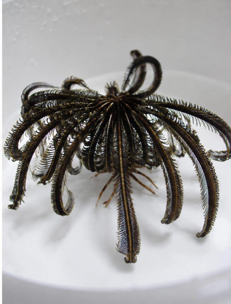 WordOfBisdom's tweet photo. 🌊 Have you ever seen a sea creature like this? 

This is the Feather Star (Crinoid)—an amazing sea creature found in coral reefs. 

Its feather-like arms catch microscopic food from the water. One of nature's most unique creatures! https://t.co/n5bl4D076P