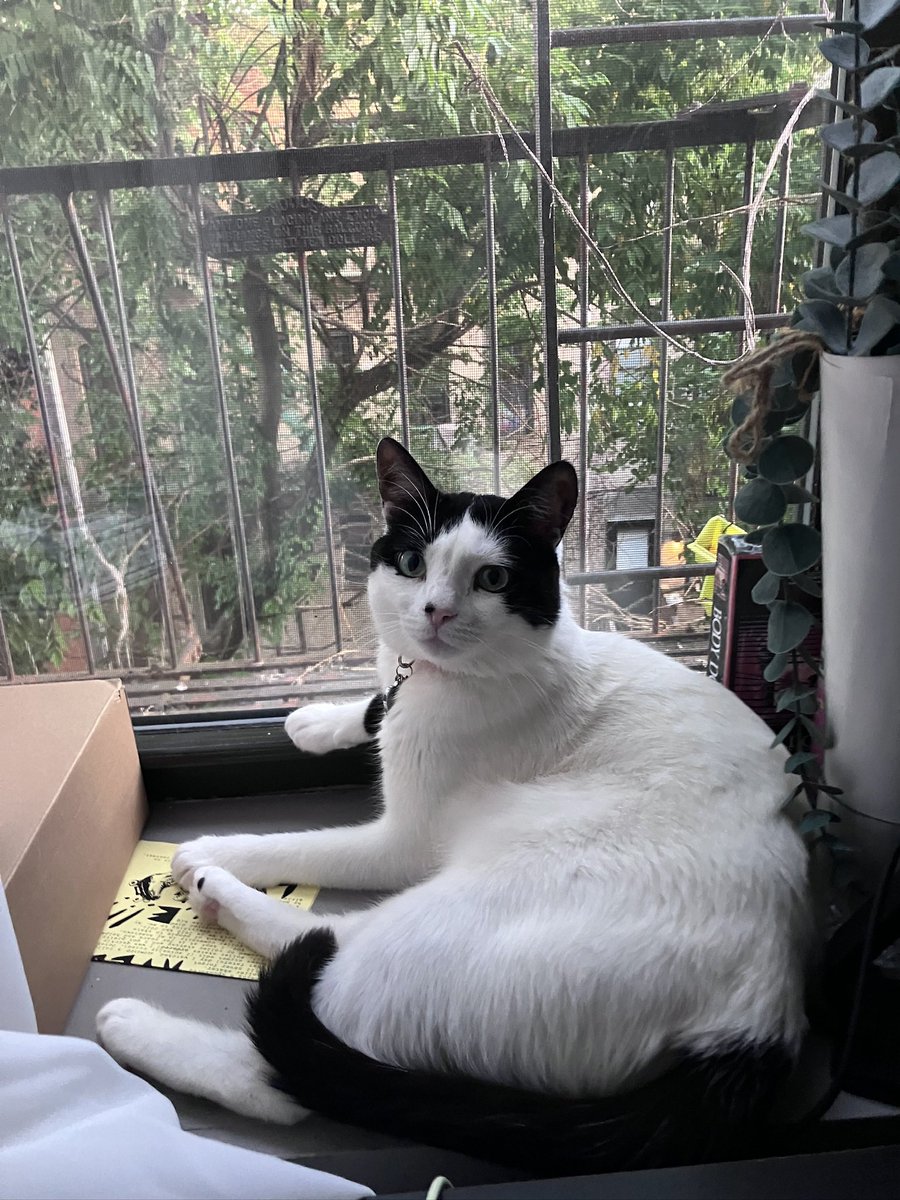 nigelwththebrie's tweet photo. lulu <3 https://t.co/VjB5mZieXI