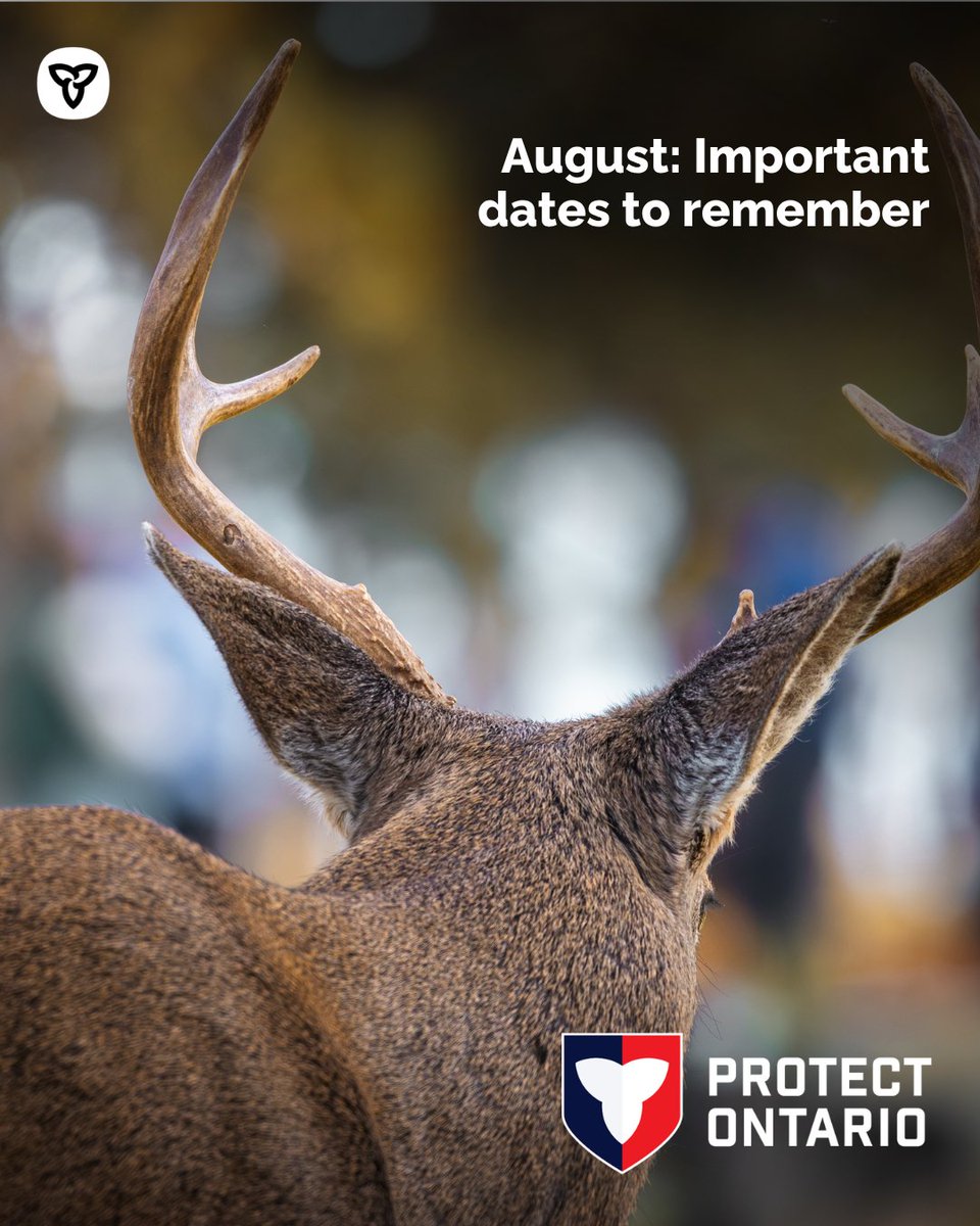 FishWildlifeON's tweet photo. Ready for August? Here’s some key dates to keep on your radar:

• August 1: Antlerless deer and elk draw results online
• August 1: Second chance moose allocation results available and tags available to claim 
• August 15: Fall black bear season opens in some Northern Wildlife Management Units (WMUs)
• August 18: Deer, moose and elk tags available to print

Reminder: August can bring early salmon runs; follow regulations and review https://t.co/crlY3qbllo.

To buy licences, claim and print tags, or view draw results, visit https://t.co/L6qRCQB9AU.