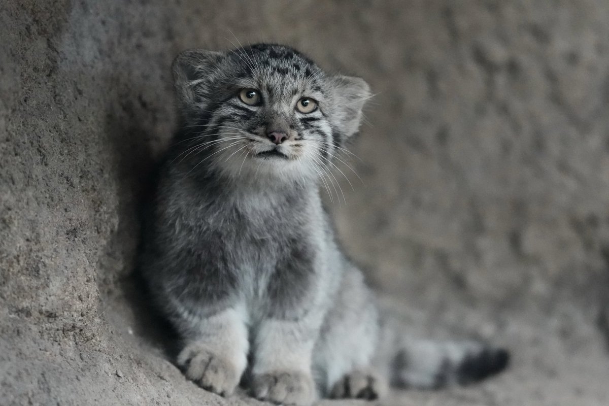 amie_manul tweet picture