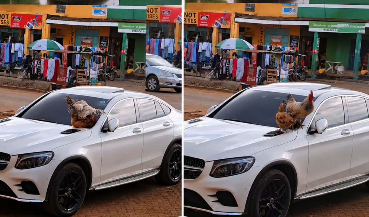 lynoxanzweni's tweet photo. Hata jogoo amepeleka mpoa wake out juu ya Mercedes,shame on you single people https://t.co/UYYqBptT08
