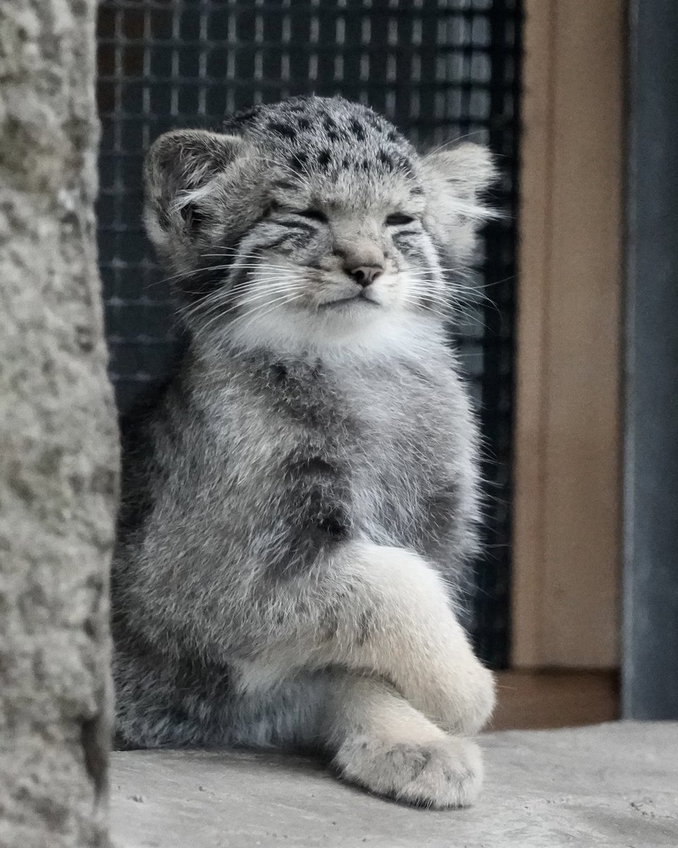amie_manul tweet picture