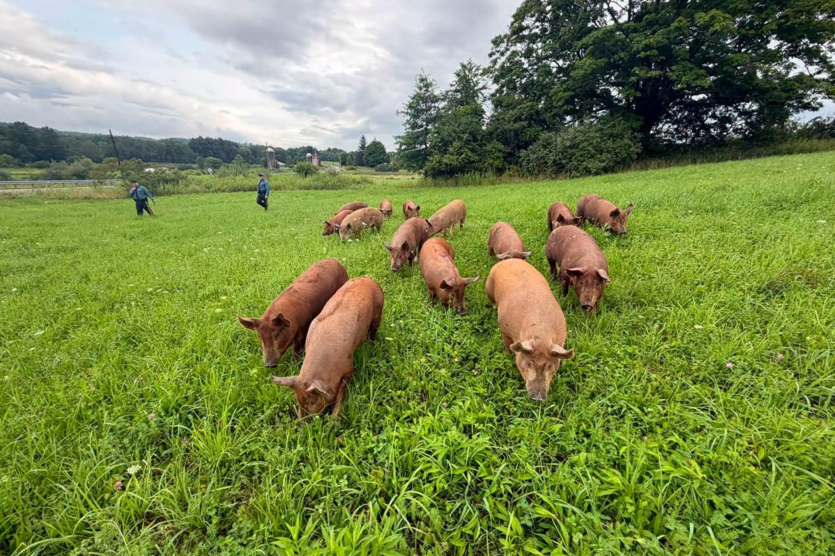 nypost's tweet photo. Drove of 15 pigs escape farm and wreak havoc on NJ highway https://t.co/QL6lkhth6H https://t.co/yUneNDDKHh