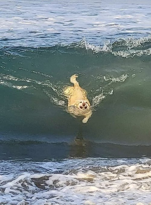 barbie_context's tweet photo. Cuando voy a la playa: https://t.co/cGXuilvdH9