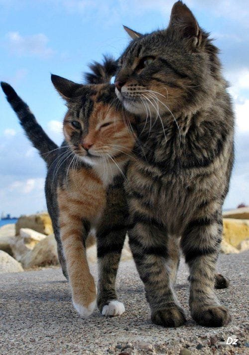cutecats93042's tweet photo. https://t.co/QlfQ8rZE8W