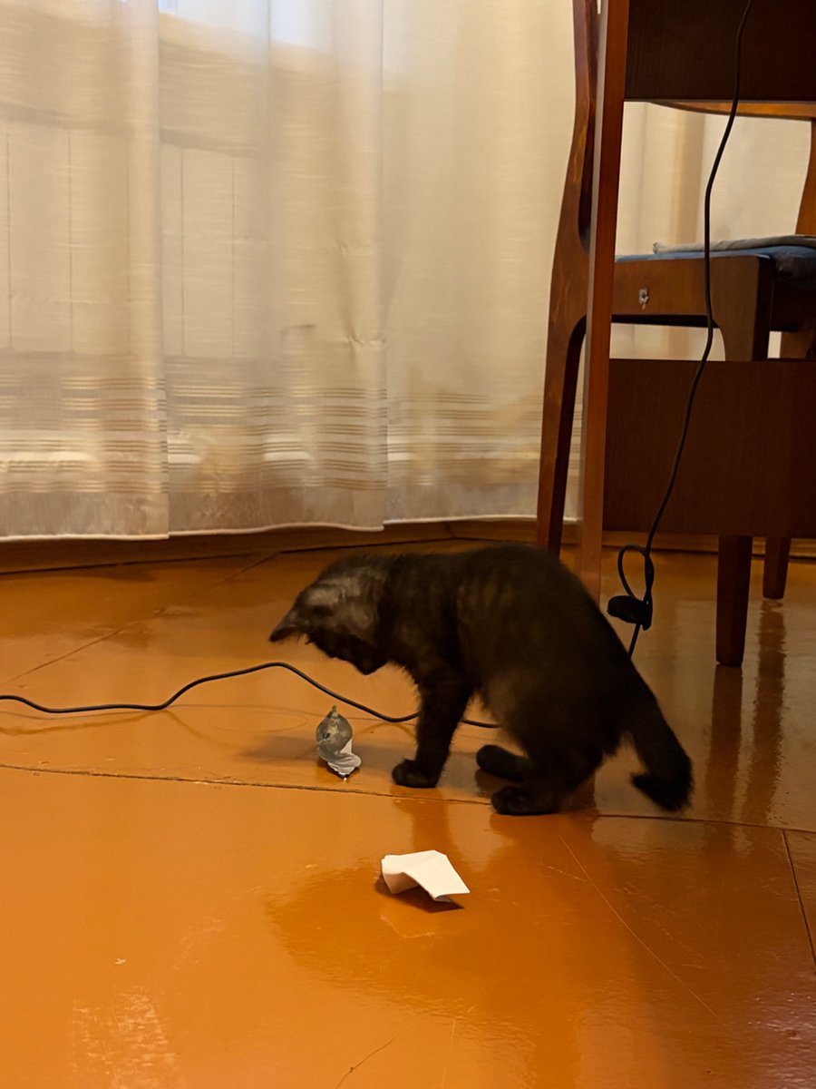 apo1ina's tweet photo. вряд ли я наберу много лайков я ведь деревенская самая маленькая из помета единственная кому еще не нашли хозяев потому что я не модельной внешности https://t.co/ccwrLrvFvu