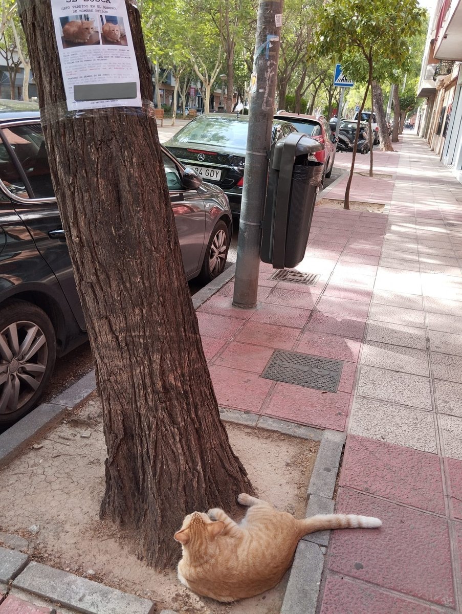 ceciarmy's tweet photo. El dueño de un gato desaparecido, que llevaba días buscándolo, lo encontró justo debajo de uno de los carteles con los que lo estaba buscando. 😭 https://t.co/ZhVXqA8CiM
