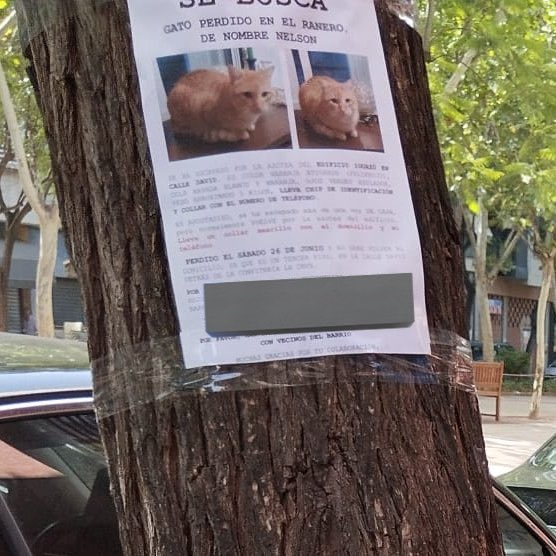 ceciarmy's tweet photo. El dueño de un gato desaparecido, que llevaba días buscándolo, lo encontró justo debajo de uno de los carteles con los que lo estaba buscando. 😭 https://t.co/ZhVXqA8CiM