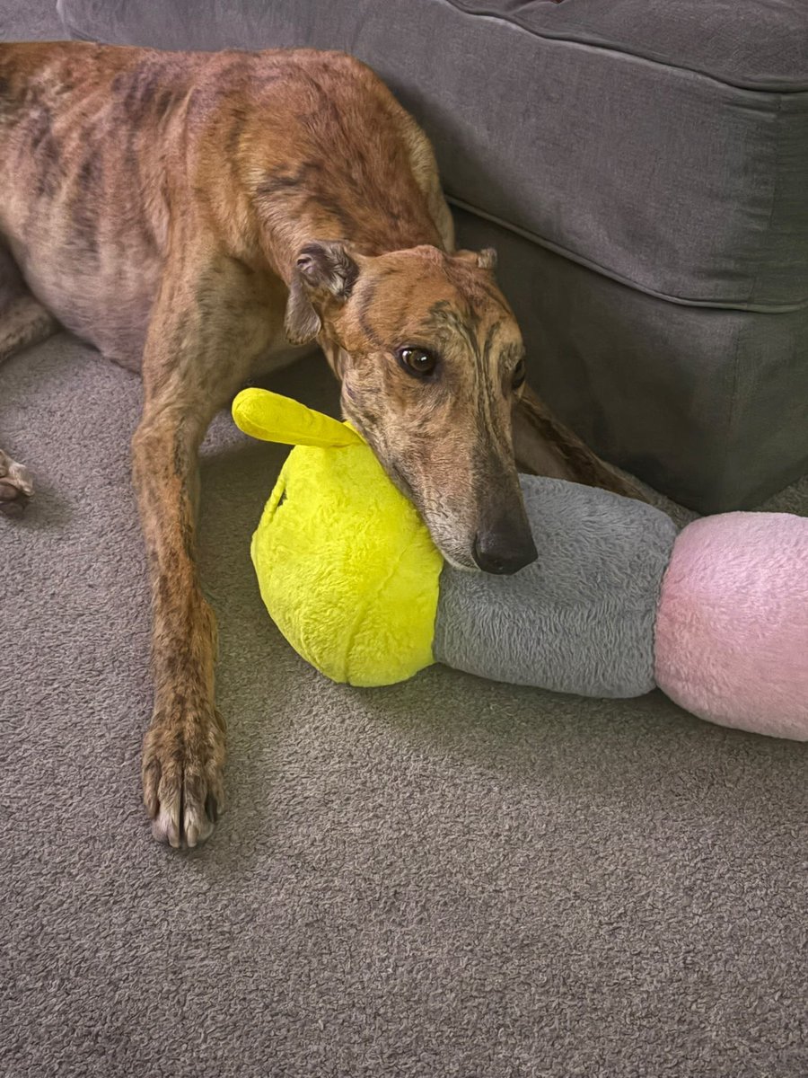AdachiRetired's tweet photo. How lovely to see the handsome Lucifer (Gingers Lucifer) settled in so well to his new family! Think it’s safe to say he has new best friend 🥰 (permission given to share photos by owner ) 

#Lifeafterracing #Adachiretiredgreyhounds https://t.co/ta7qFUA0up