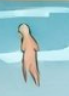 Matthew Sablan tweet media