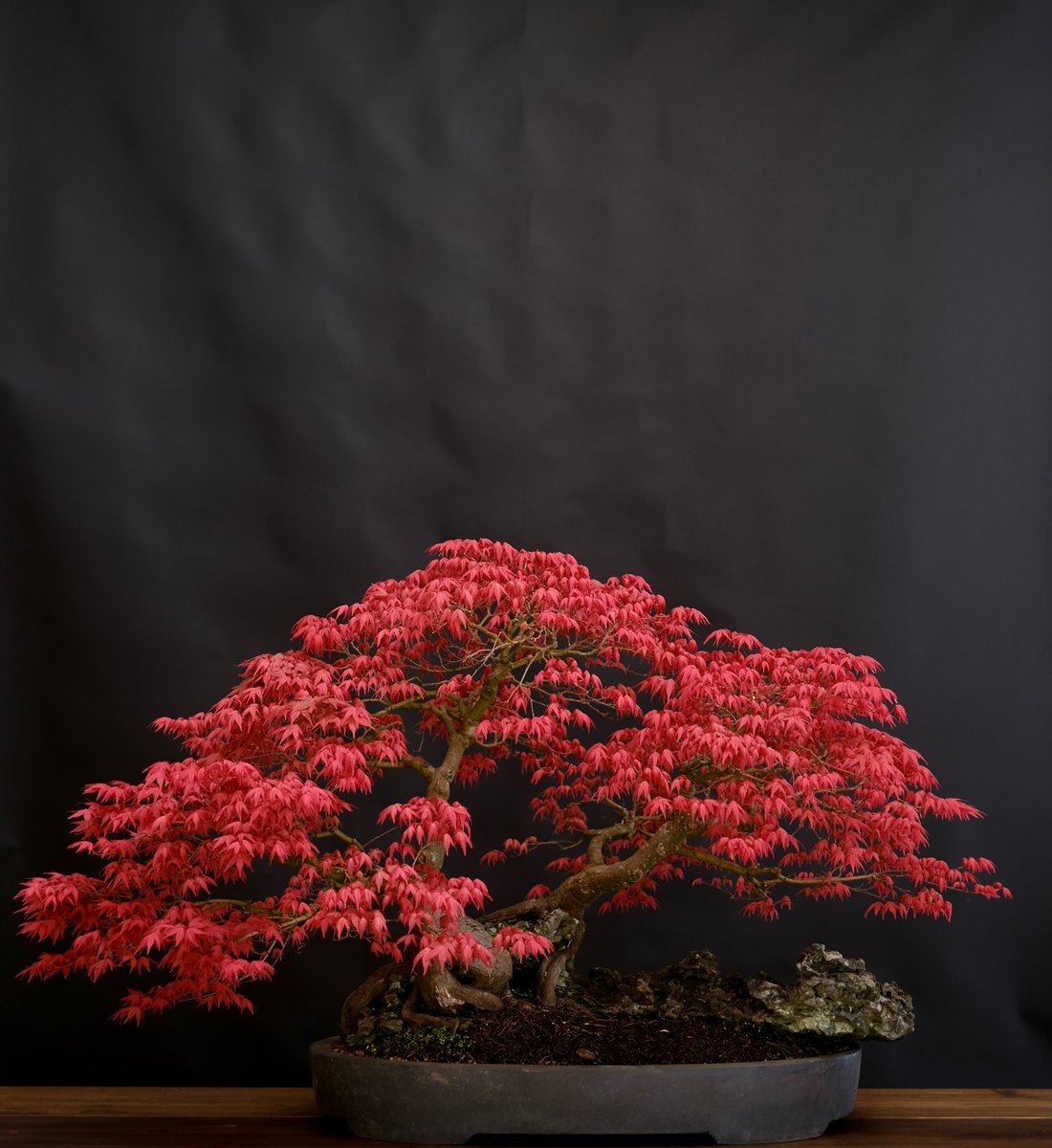 herons_bonsai's tweet photo. https://t.co/q8IWUL7bKv