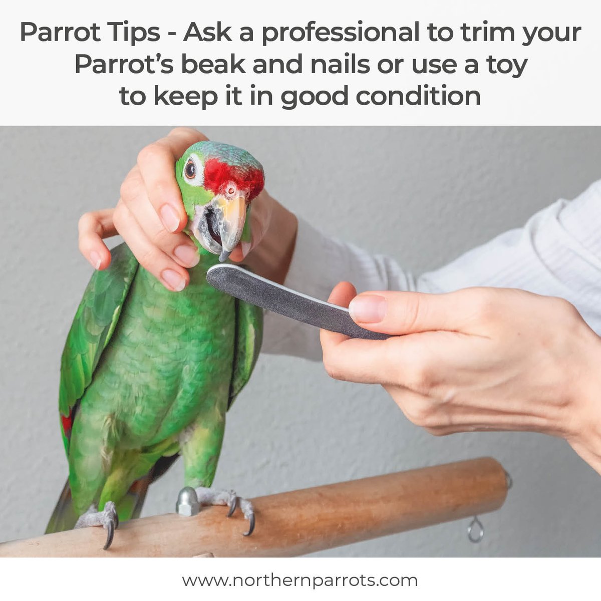 NorthernParrots's tweet photo. #parrottips https://t.co/0iAChUu32x