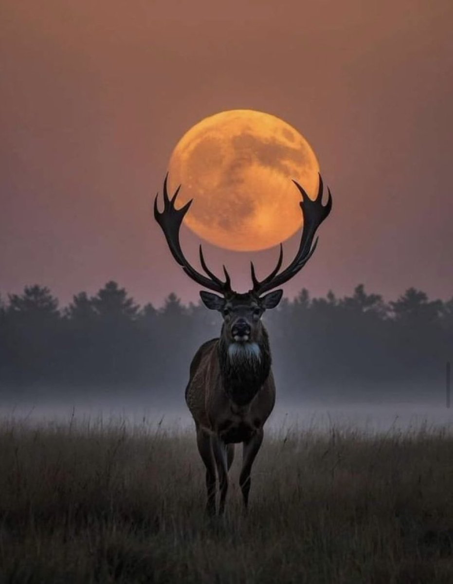 M1ONLOVER's tweet photo. Perfect Moon capture https://t.co/SNVjaN6Yyp
