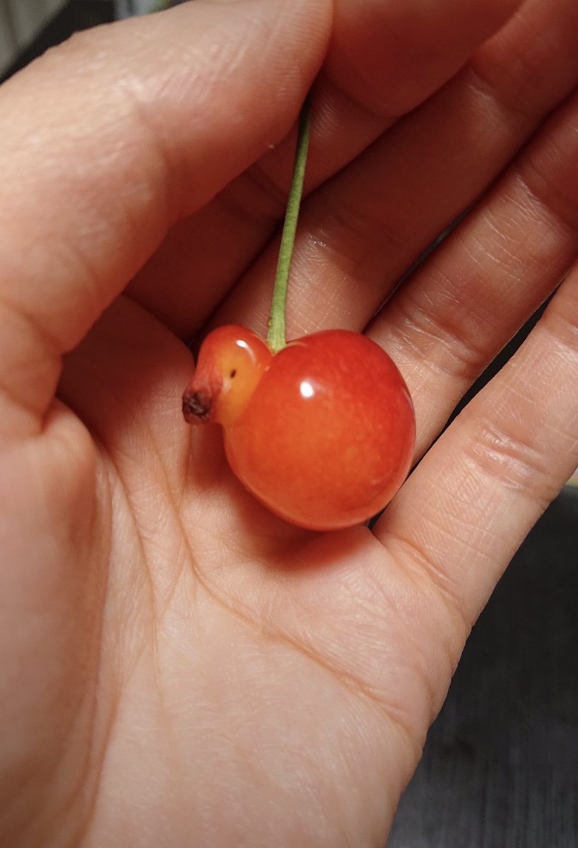 animal_kyawa_'s tweet photo. アヒルみたいな
さくらんぼ🍒 https://t.co/3i2y4xpo2a