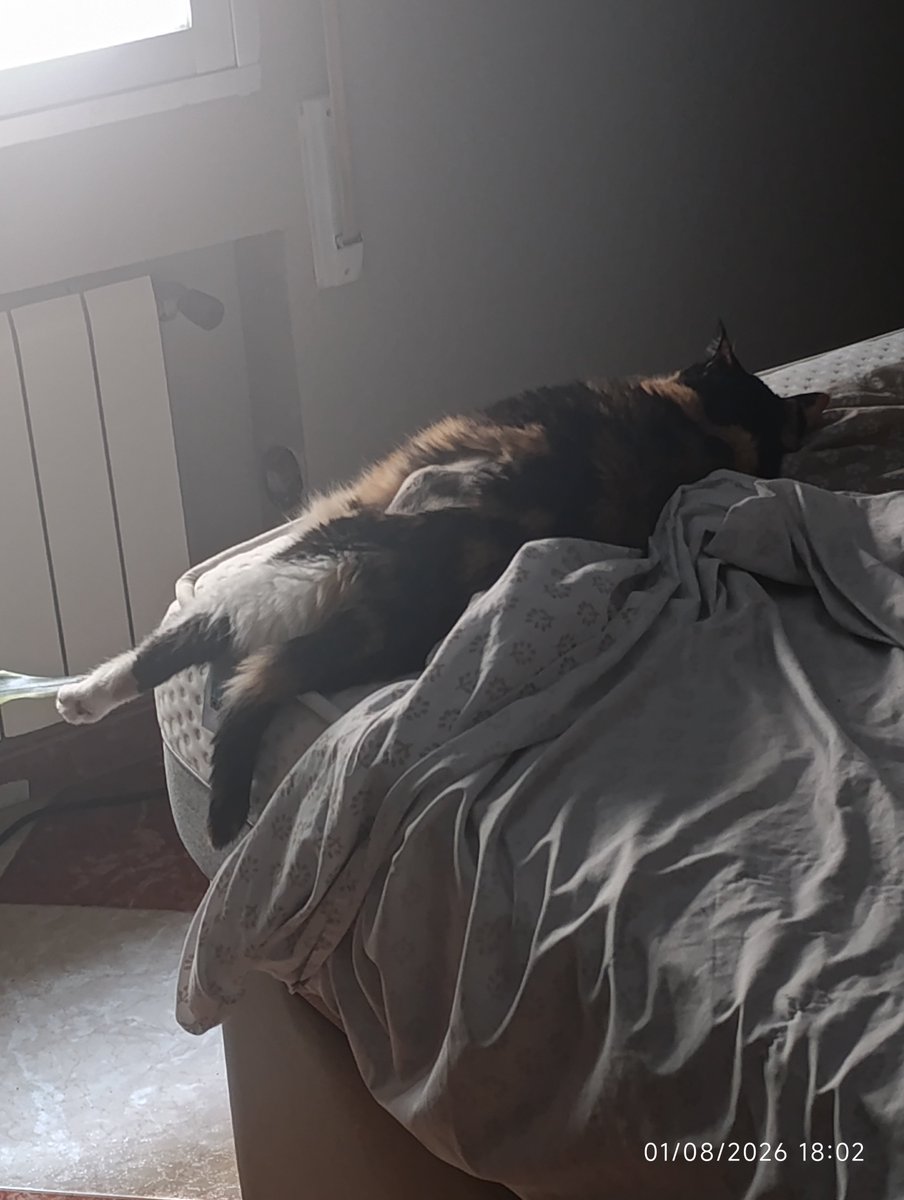 Mandarmina40K's tweet photo. Ella no sabe que tiene cáncer.
No sabe que haré cualquier cosa por curarla, por darle la vida que merece.
Ella solo sabe que ha dormido la siesta conmigo, que le gusta quitar la sábana bajera y dormir en el colchón, que sus latitas nuevas saben a salmón y le gustan mucho. https://t.co/9V1TKwnW8I