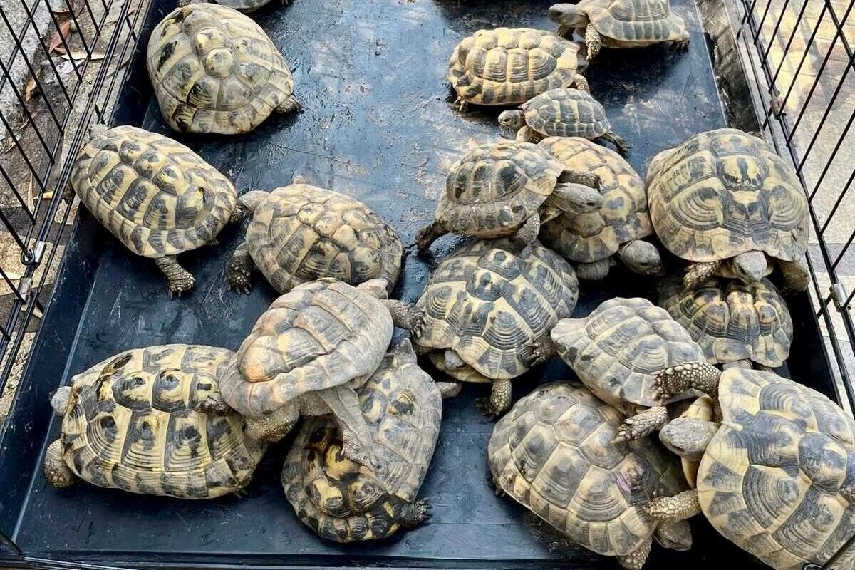 Nice_Matin's tweet photo. À Cannes, une trentaine de tortues découvertes chez un voleur de plaques d’égout
👉https://t.co/k1b121SL4B https://t.co/cZ8GxruzEg