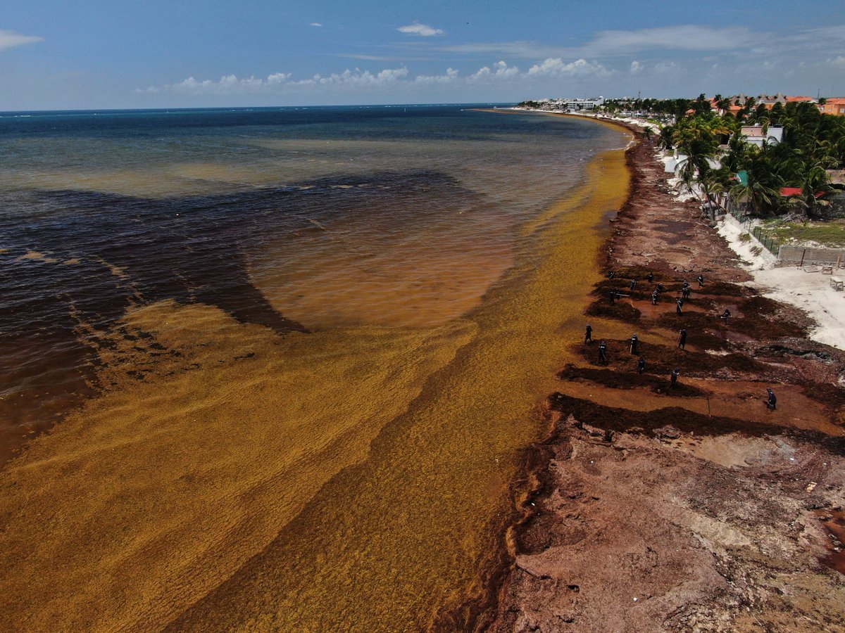 HuffmanLen97017's tweet photo. Nature is sending a warning as massive seaweed deposits cover coastlines, threatening marine life and impacting the beauty of popular beach destinations https://t.co/c11MGcYw2D
