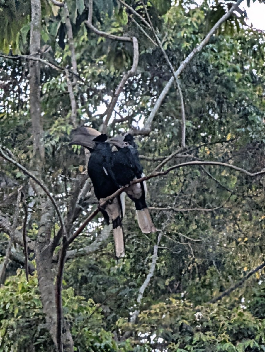 jaspermt's tweet photo. Hornbills at Nabugabo. They Live for Life as a Pair. They Nest in Tree Holes. Was glad to watch them this evening for a long time. Their Noise Welcoming the Morning is interesting. https://t.co/YO3DM7XDFZ