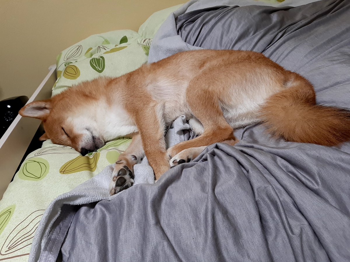 MKN525Z's tweet photo. ３日で３戦３勝はGGすぎる。
茶太郎は夢の中💤🎠💤
#柴犬のいる生活
#MURASHFC
#うんこちゃん https://t.co/NaQrUWUPcN