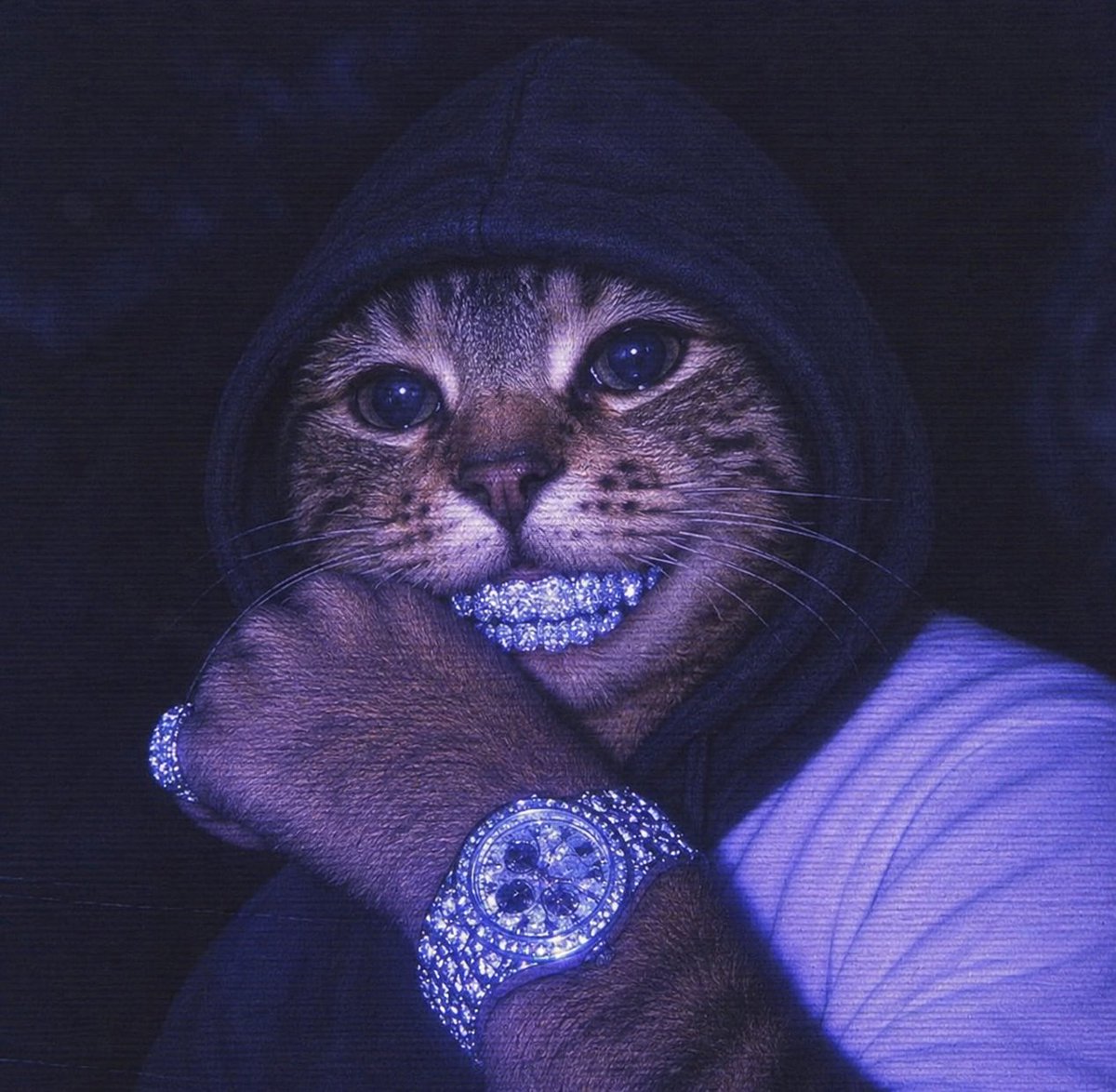 Cool Cat tweet media