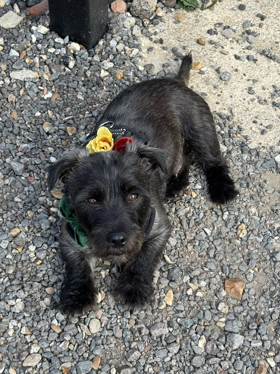 GreatWarHuts's tweet photo. It’s Minden Day today, so #HutDog Charlie is #MindenDog Charlie, with his red and yellow Suffolk Roses to commemorate the battle in 1759.

He has just returned from Doggy Duty at the Suffolk Regiment annual reunion at Gibraltar Barracks!

‘Stabilis’ https://t.co/0yCrNjwMAN