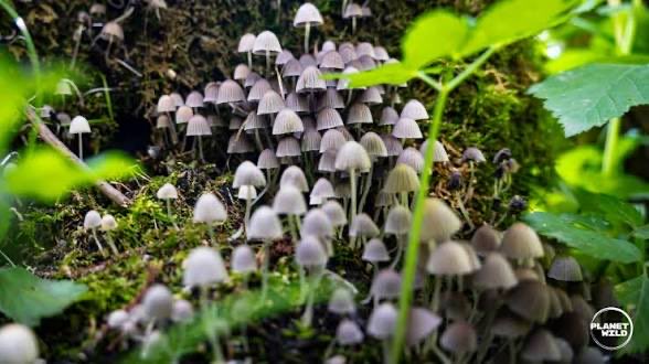 Mr Fungusfly🍄🟫🦋 tweet media