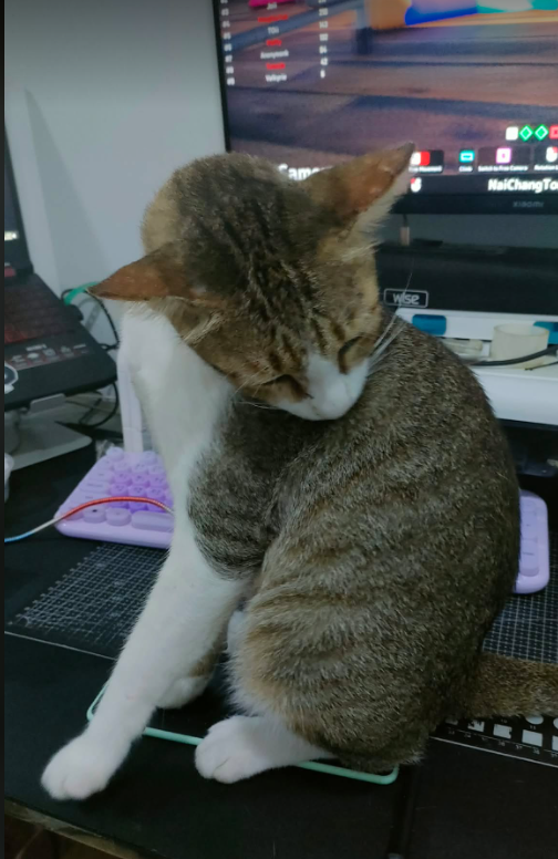 NaitoKN's tweet photo. สนุกมากคับ แต่โดนแมวแกง T^T https://t.co/sln9kHSySO