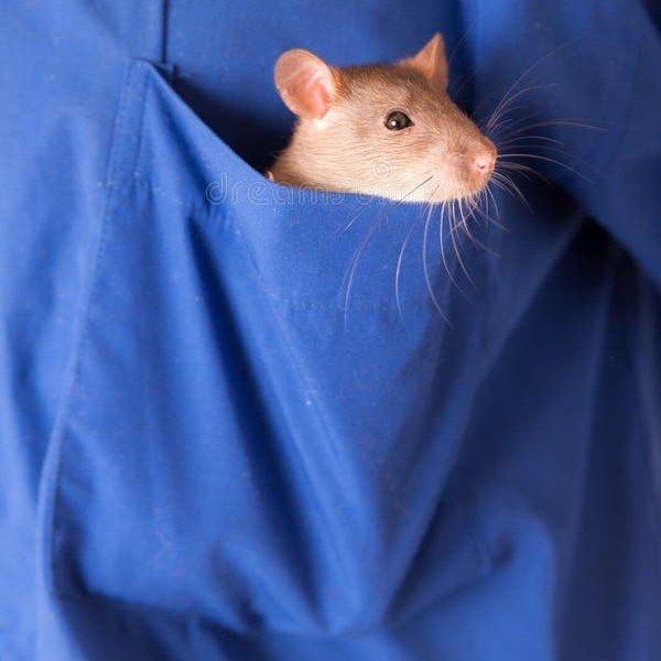 qlovesgundham's tweet photo. @9fillet he fits inside ur pocket just like this... https://t.co/ykes35xRhD