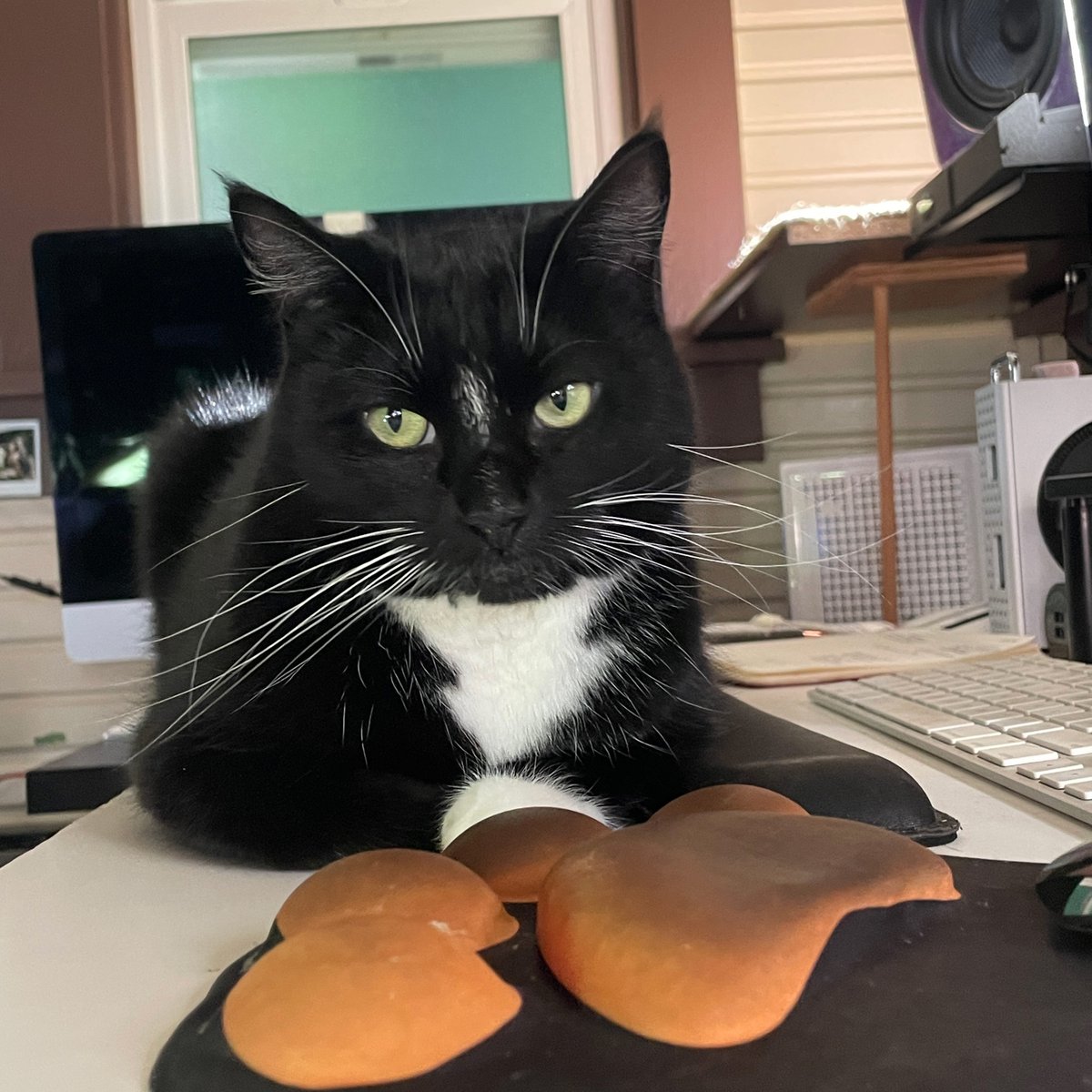 BlackTapeSam's tweet photo. @ProjektRecords customer service kitty is on the clock! Charlie #ProjektKitty #RudyandCharlie https://t.co/wmQRKOoCGb